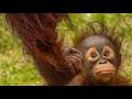 Baby Orangutan's Short Adventure｜53-Year-Old Orangutan Walks Across a 15-meter-high Rope