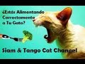 Todo Lo Que Necesitas Saber Para Alimentar Correctamente a tu Gato (Consejos y Recomendaciones)