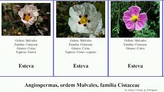 Angiospermas, Ordem Malvales, Família Cistaceae Cistus Helianthemum Fumana Arabica Angiosperms
