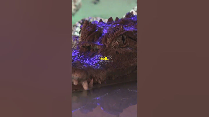 How to Escape an Alligator Death Roll! 😨🐊