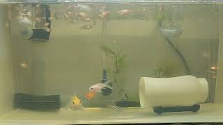 Aquarium Burayak Ikan Platy