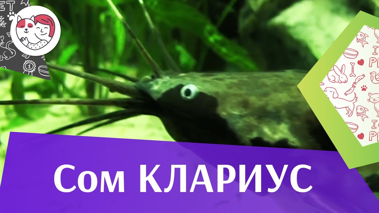 питомцы кукол лол Сом клариус АкваЛого на ilikePet