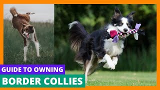 Border Collies