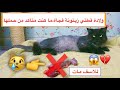 ولادة قطتي زيتونة 😱 جابت واحد نسخة الملكه بالضبط 😍 / Mohamed Vlog