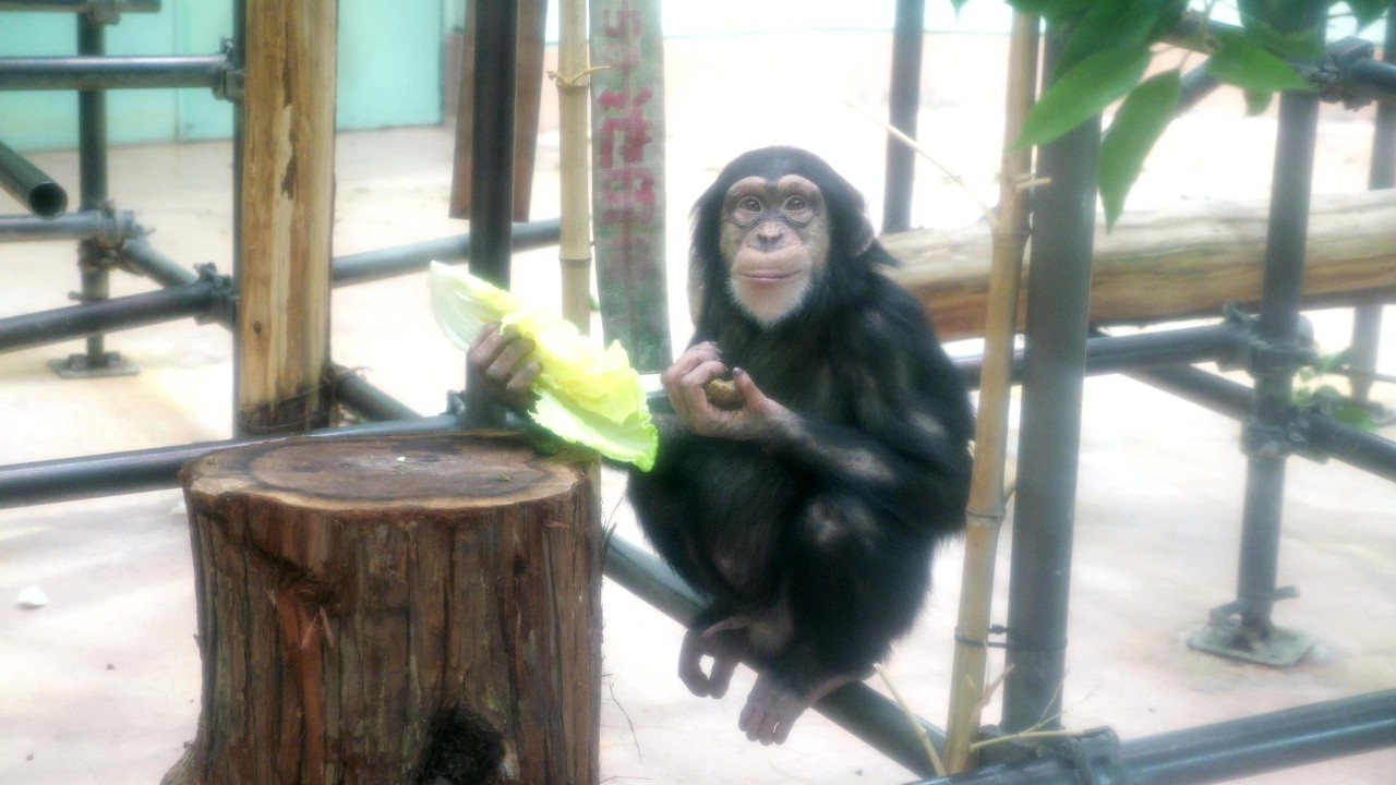 Ren, 4 Years Old Exhibition Kumamoto City Zoo, Chimpanzee, 202606
