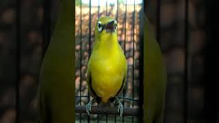 Download Lagu pleci dakun Bali kintamani#burung #pleci dakun ngalas#shorts MP3