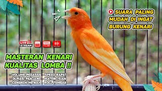 Kenari GACOR‼️ Masteran Burung Kenari PAUD dan Pancingan Kenari MACET BUNYI ( EPISODE 1376}