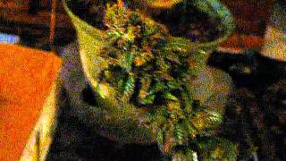 how to harvest ,trim and dry weed for beginners- quick tips