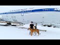 Авиа Тигрица Хонда /Tiger Airlines Honda