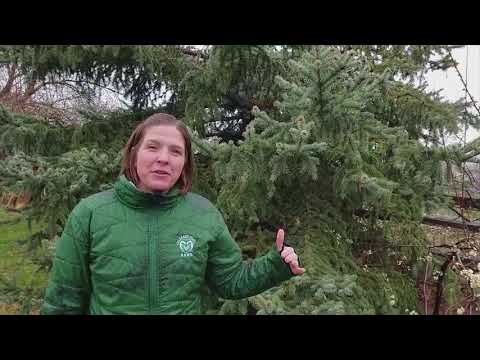 वीडियो: क्या आप बिजली लाइनों के नीचे पेड़ लगा सकते हैं - बिजली लाइनों के नीचे पेड़ लगाने के लिए सुरक्षित