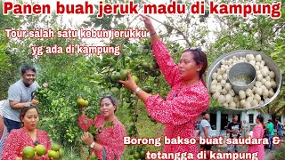 PANEN BUAH JERUK MADU DI KEBUN SENDIRI ‼️Tour salah satu kebun jerukku yg ada di kampung