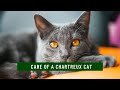 How to take care of a Chartreux Cat updated 2021 の動画、YouTube動画。