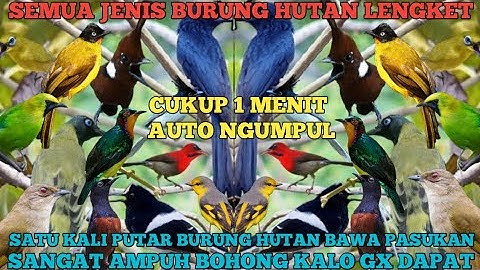 MP3 ANDALAN !! SUARA PIKAT SEMUA JENIS BURUNG HUTAN PALING AMPUH 2025 @smstachanel