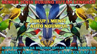 SUARA PIKAT SEMUA JENIS BURUNG HUTAN LANGSUNG NGUMPUL @smstachanel