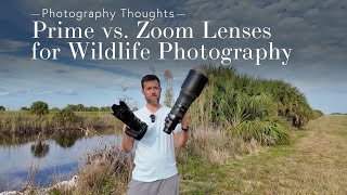 Prime vs Zoom Lens for Wildlife Photography