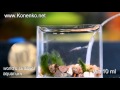 World's Smallest Aquarium. Самый маленький аквариум в мире