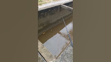 câu cá rô phi ở kênh củ chi . tập 1