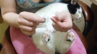 Хитрость, облегчающая приклейку антицарапок Хитрость, облегчающая приклейку антицарапок
