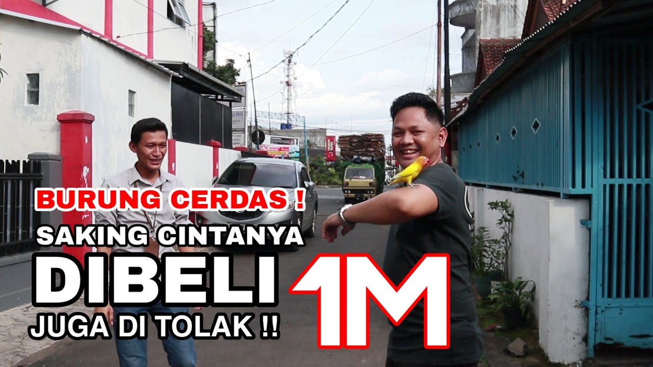 burung love bird terbang jauh | tetap pulang lagi 2020