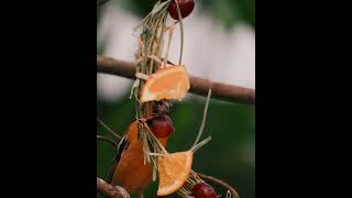 Whether Kevin Understood The Ignment Or Not, He Delivered. Happy National Bird Day, Birdland