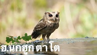 🦉เมื่อ ฮ.นกฮูกตาโต เล่นนำ้ในยามบ่าย #นกเค้ากู่ #นกฮูก