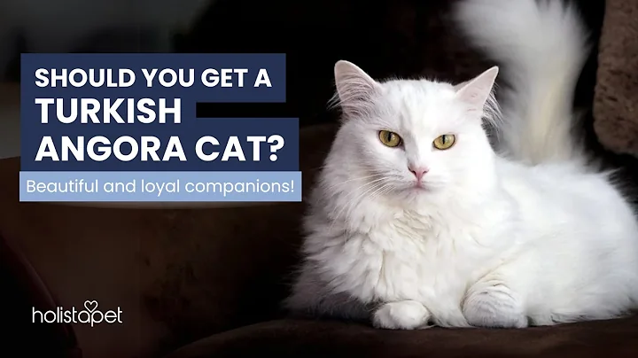 Video 9130151: turkish angora cat, cat playing beautiful, cat meets