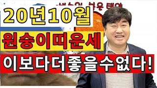 원숭이띠10월 운세, 이보다 좋을 수 없다. 사냥가자 개들이 짖는다. 원숭이띠운세 (ft.사주팔자 쥐띠 소띠…