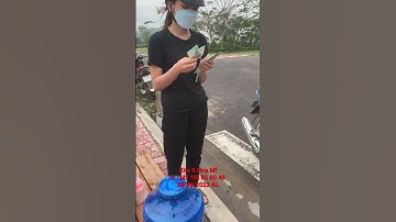 Cung Cấp Hoa Cúc Đại Đoá Tết 2023 Khu S Hoạ Mi D 1M2 1M 85 60 40 28/10/2022 ÂL CÔNG TY CP A NHÀN