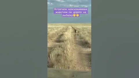 Животное с красной книги по дороге на рыбалку😁😁😁Сайгак застал ещё мамонтов, очень древний вид.
