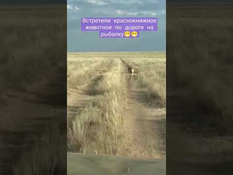 Животное с красной