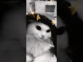 قطتي الجميلة قطتي الجميلة