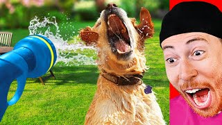 Funniest DOGS vs WATER Moments