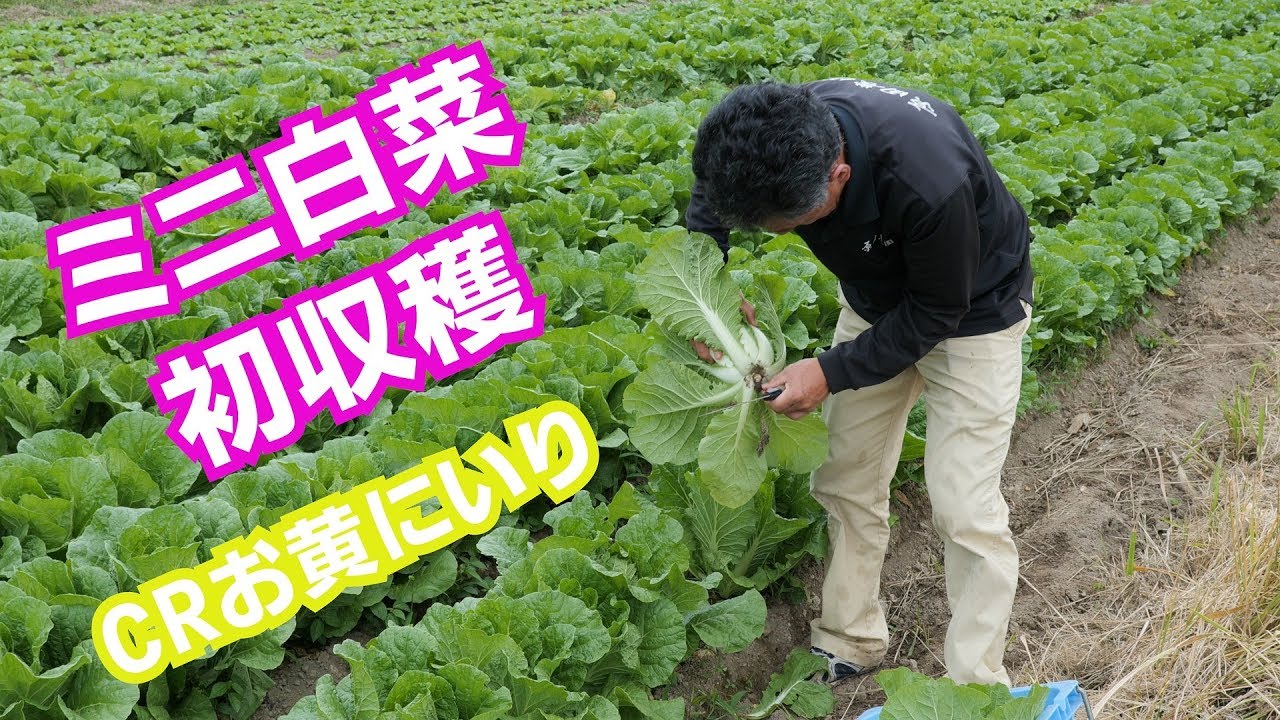 晩生白菜定植とミニ白菜初収穫出荷19 9 27 790 Youtube