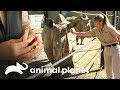 ¿Hay problemas con el embarazo de esta rinoceronte? | Los Irwin | Animal Planet