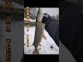 Рыба