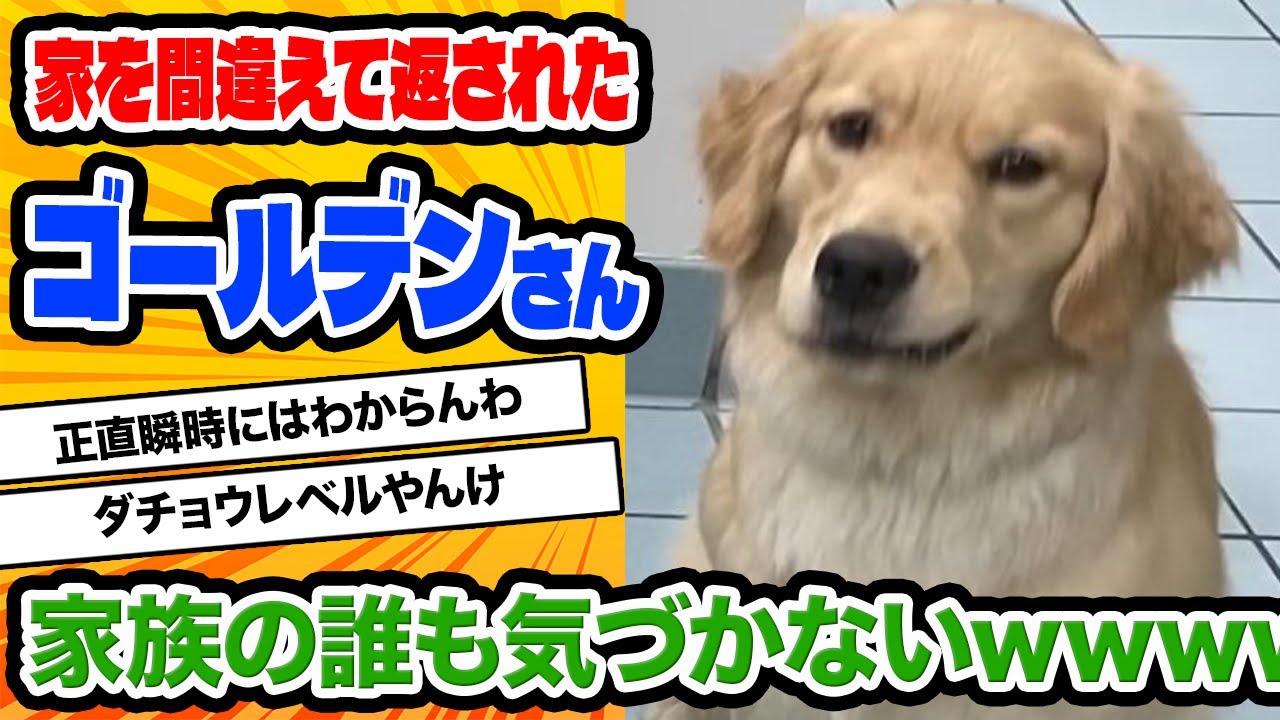 【2ch動物スレ】愛犬を間違えて返された家族、誰も気づかなかったが猫ちゃんだけが気づくwwww