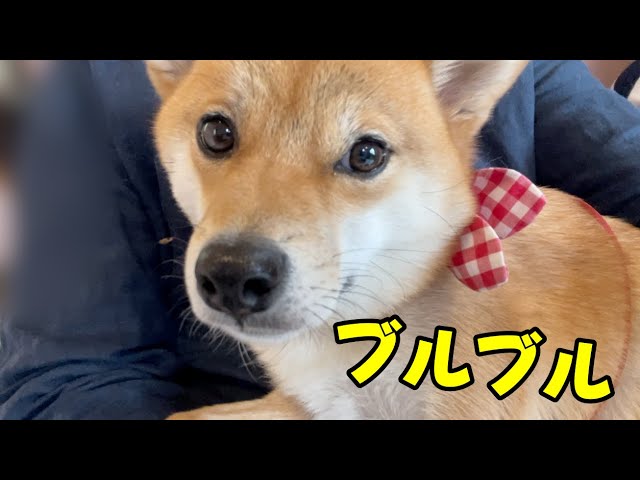 【ガクブル】怖いよー💦狂犬病ワクチン接種に行ってきました