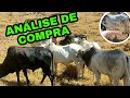 APRENDA A COMPRAR O GADO CERTO | VEJA COMO COMPRAR BEM E COM QUALIDADE NA SELEÇÃO DE GADO