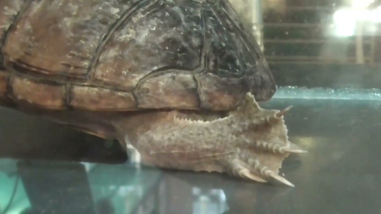 8年間大切に飼われてきたミシシッピニオイガメ・かめじろうさん 8年間大切に飼われてきたミシシッピニオイガメ・かめじろうさん