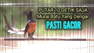 PANCINGAN MURAI BATU GACOR PUTAR 10 DETIK SAJA MURAI BATU YANG DENGAR PASTI BONGKAR MATERI MEWAH