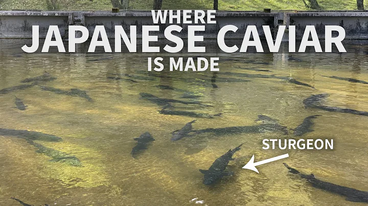 Where Japanese Caviar is made — Kobayashi, Miyazaki - DayDayNews