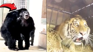 Animals Being Released From Captivity For The First Time!