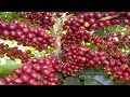 Orchids Flowers | Amazing Agriculture Technology - Coffee tree