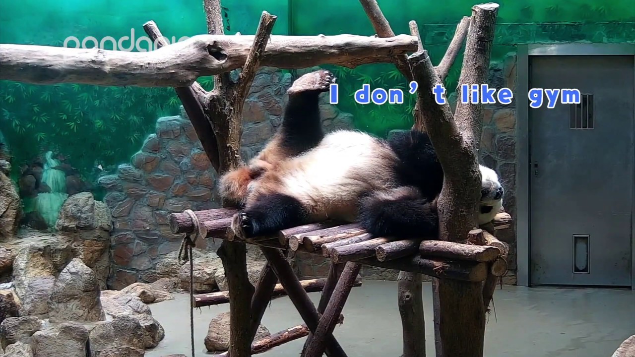 Funny panda moments #13