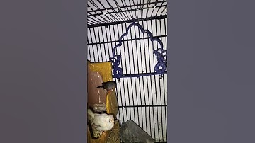 Love 😘 of Finch 🕊️🐣🥰 #zebra #javabirds #viral #javabreeding