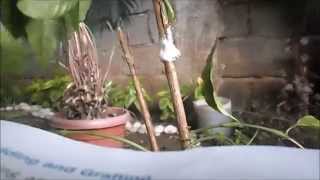 Group III -PLANT PROPAGATION PERFORMANCE TASK Profile