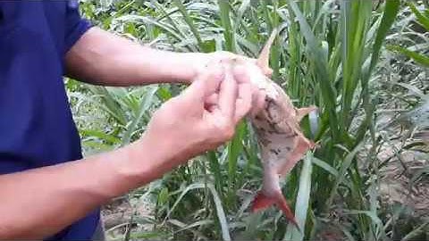 CÂU CÁ TRA THIÊN NHIÊN-CÂU CÁ TRA Ở ĐIỂM NÀY LÚC NÀO CŨNG DÍNH CÁ||MINH ĐỨC MT