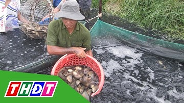 Người nuôi cá rô đầu vuông thua lỗ | THDT