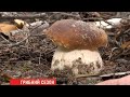 Білі гриби 2020 осінній сезон грибів розпочато
