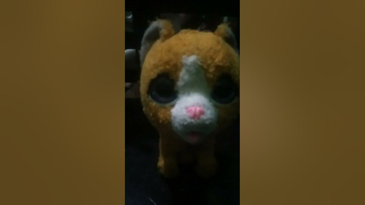 wha wha wha cat credits to @raredoodle - YouTube